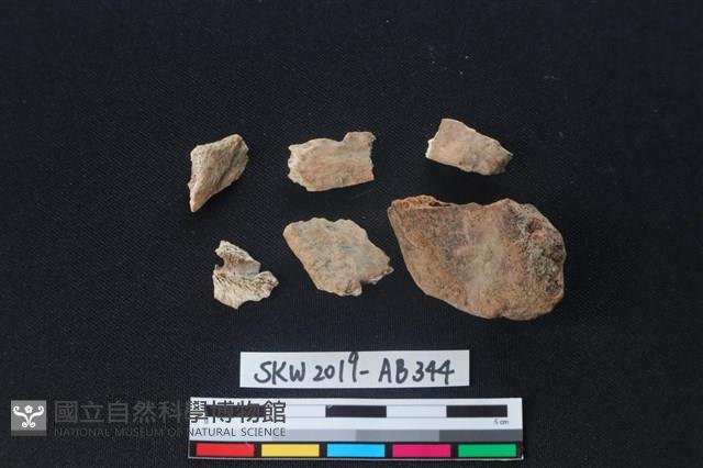 獸骨藏品圖，第2張