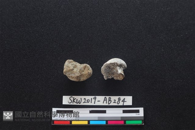獸骨藏品圖，第2張