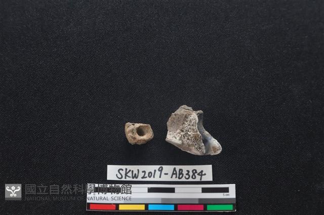 獸骨藏品圖，第2張