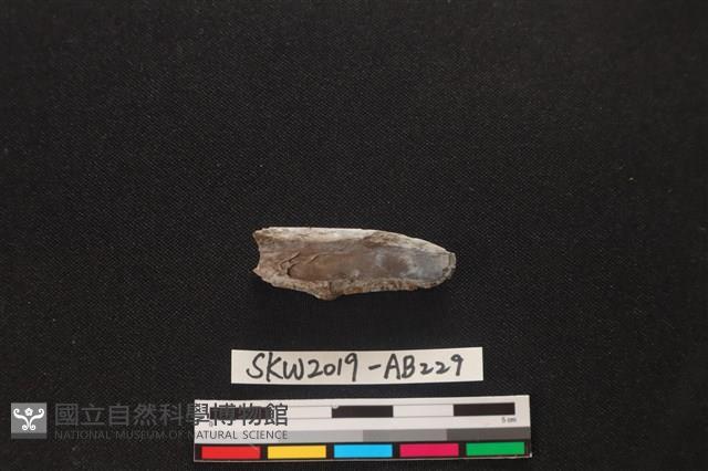 獸骨藏品圖，第2張