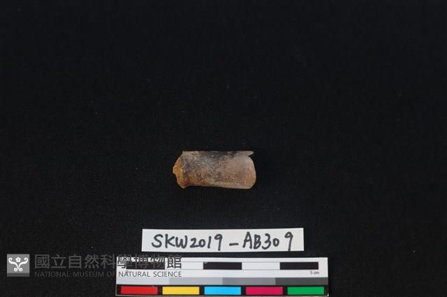 獸骨藏品圖，第2張