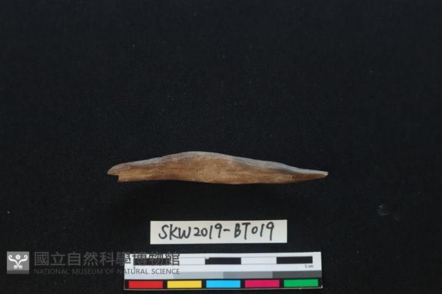 魚卡子藏品圖，第2張