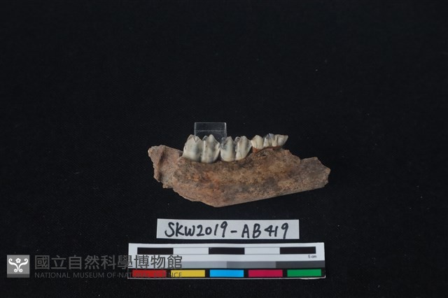 獸骨藏品圖，第2張