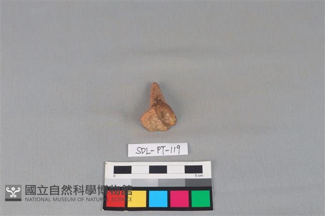 陶蓋藏品圖，第2張