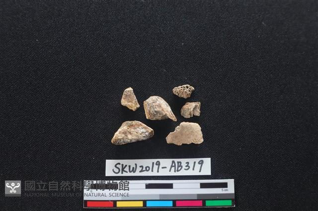 獸骨藏品圖，第2張