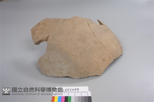 陶片藏品圖，第2張