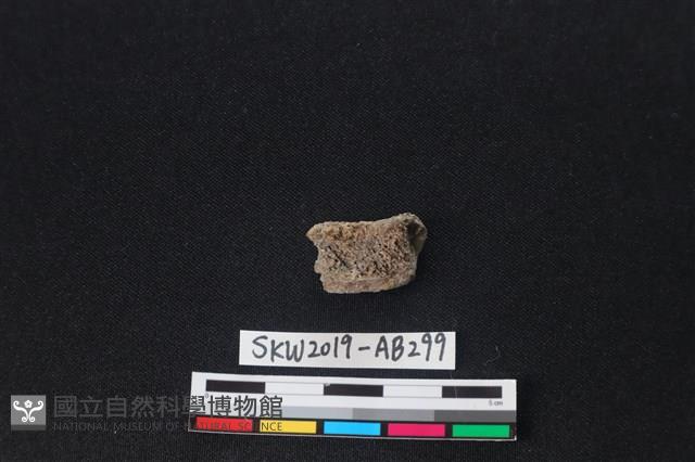 獸骨藏品圖，第2張