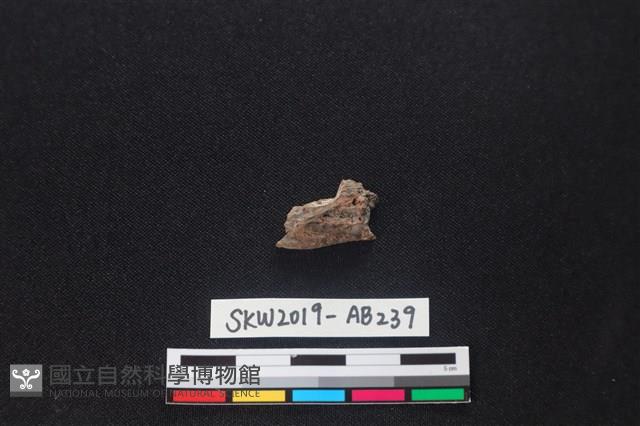 獸骨藏品圖，第2張