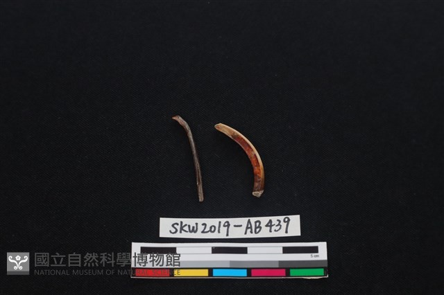 獸骨藏品圖，第2張