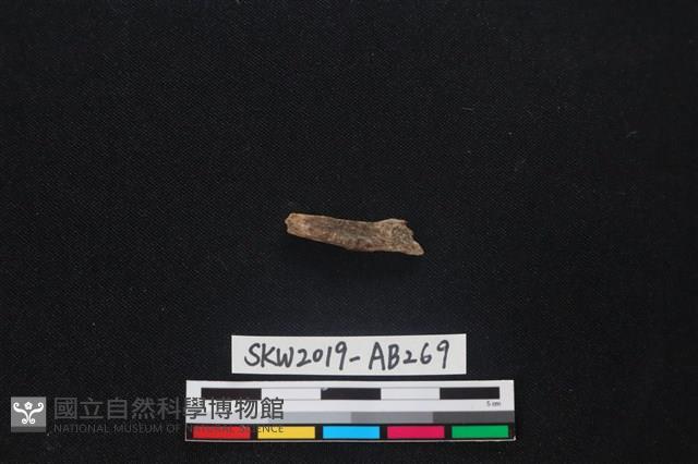 獸骨藏品圖，第2張