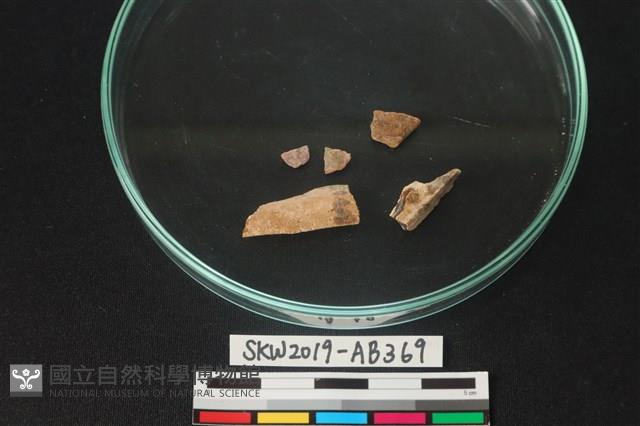 獸骨藏品圖，第2張