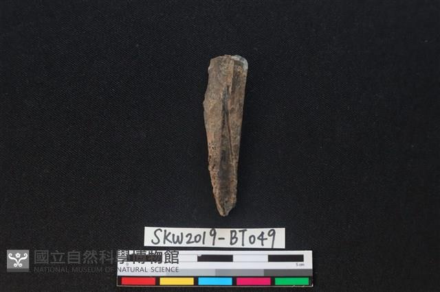 骨尖器殘件藏品圖，第2張