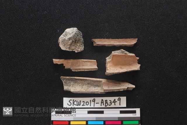 獸骨藏品圖，第2張