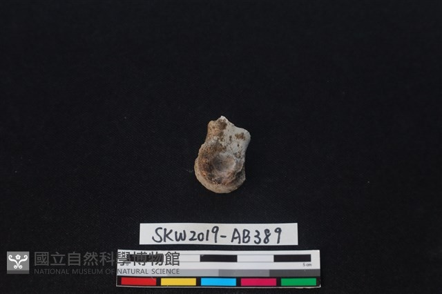 獸骨藏品圖，第2張
