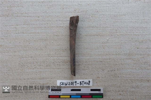 骨尖器藏品圖，第2張