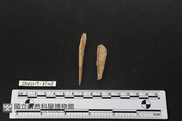 骨尖器藏品圖，第2張