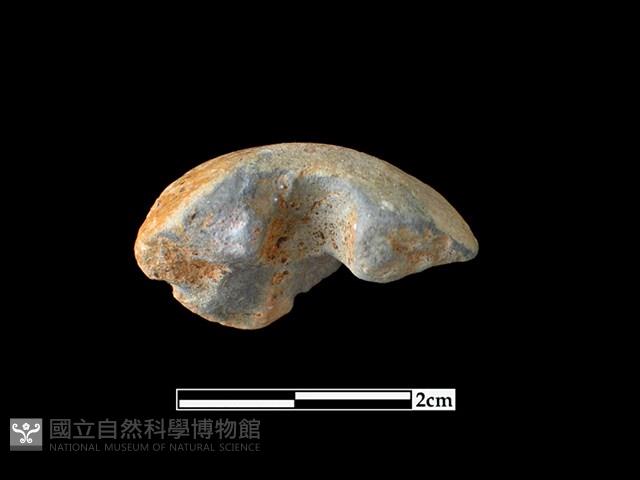 陶紡輪藏品圖，第2張