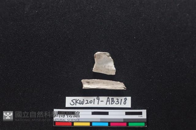 獸骨藏品圖，第2張