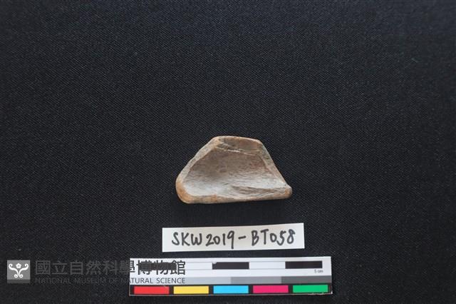 磨製骨器藏品圖，第2張