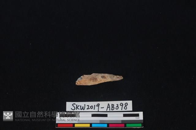 獸骨藏品圖，第2張