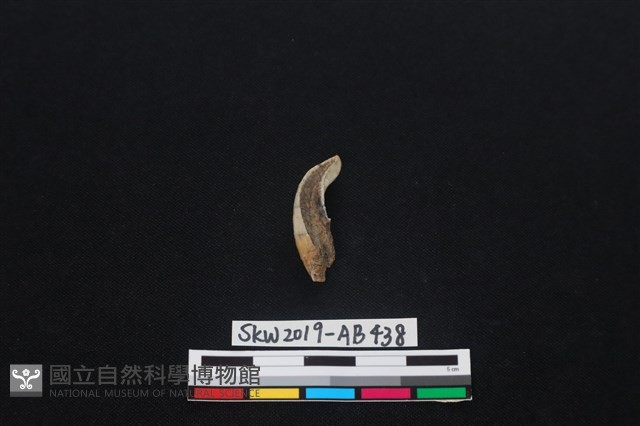 獸骨藏品圖，第2張