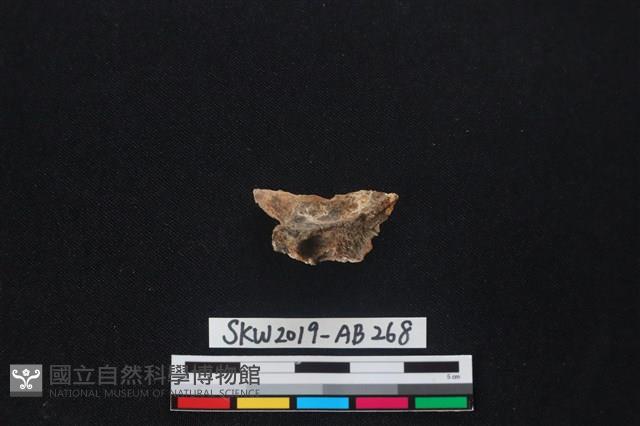 獸骨藏品圖，第2張