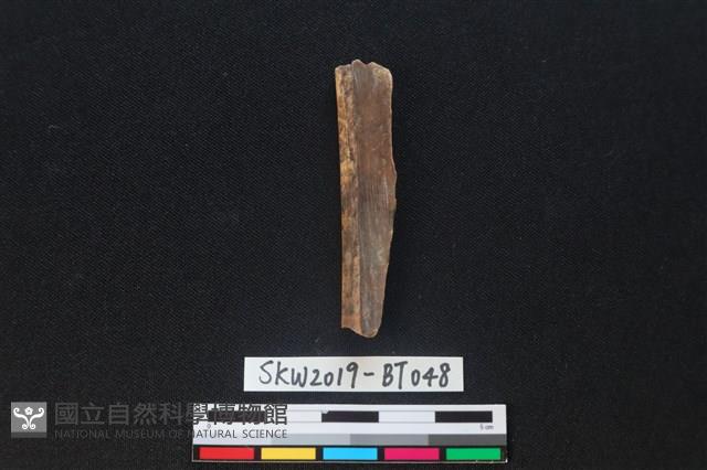 骨尖器殘件藏品圖，第2張