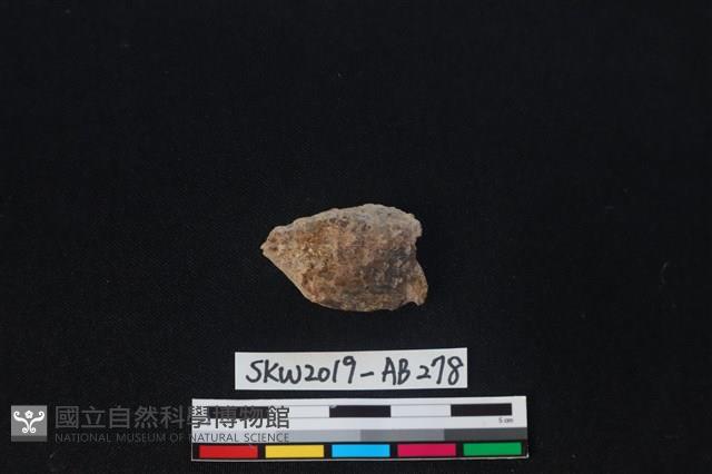 獸骨藏品圖，第2張