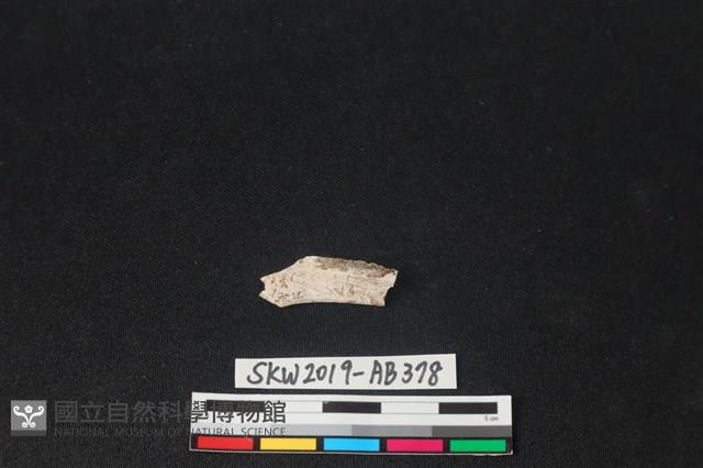 獸骨藏品圖，第2張