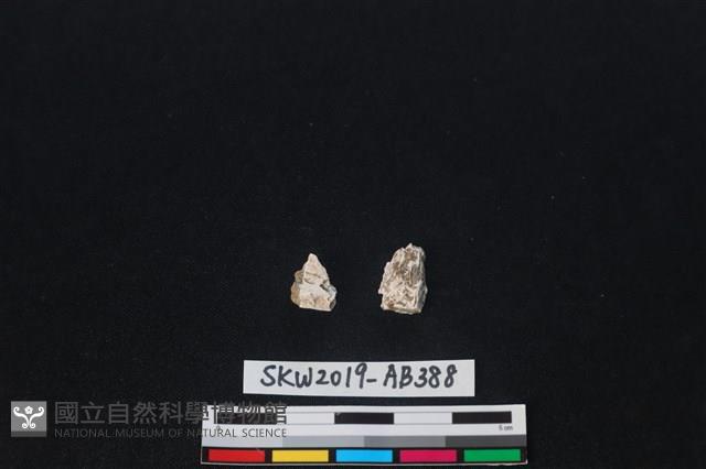 Accession Number:SKW2019-AB388 Collection Image, Figure 2, Total 2 Figures