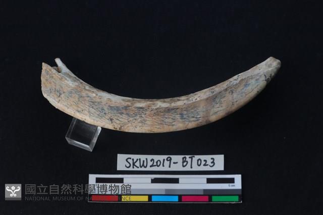 牙飾藏品圖，第2張