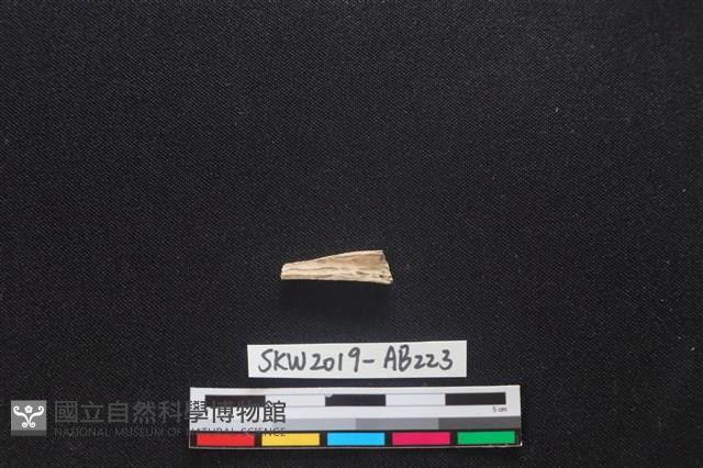 獸骨藏品圖，第2張