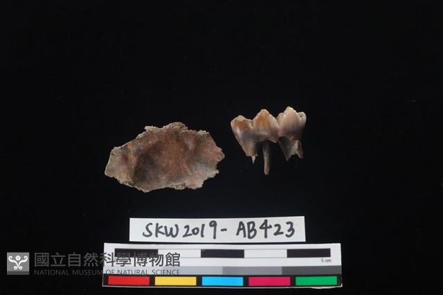 獸骨藏品圖，第2張