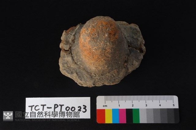 陶蓋鈕藏品圖，第2張