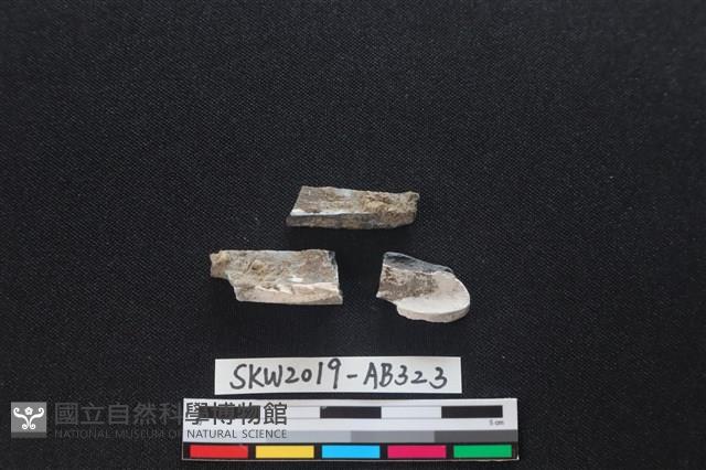 獸骨藏品圖，第2張