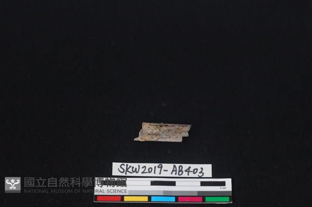 獸骨藏品圖，第2張