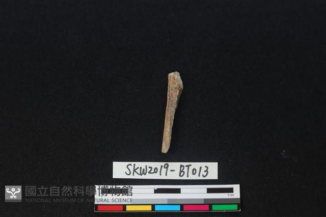 骨尖器藏品圖，第2張