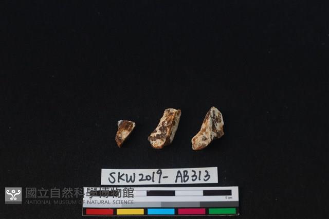 獸骨藏品圖，第2張