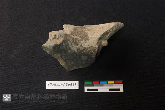 陶片藏品圖，第2張