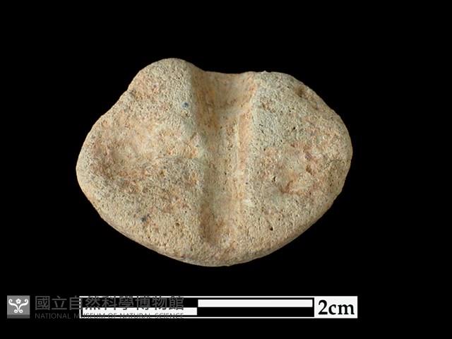 陶紡輪藏品圖，第2張