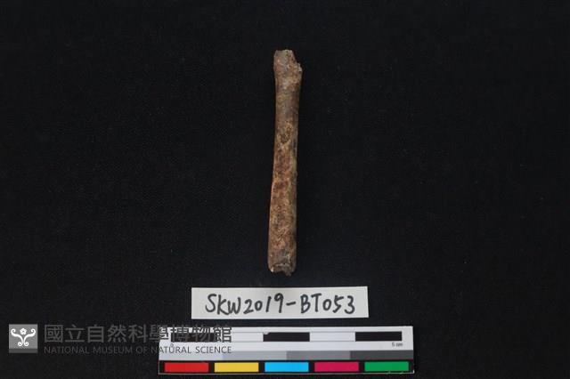 骨尖器殘件藏品圖，第2張