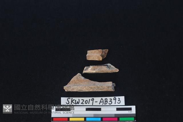 獸骨藏品圖，第2張