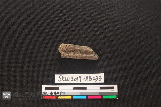 獸骨藏品圖，第2張