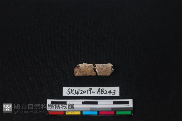 獸骨藏品圖，第2張