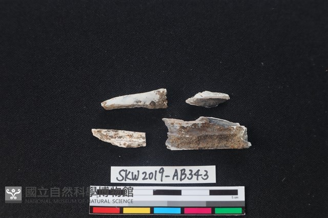 獸骨藏品圖，第2張