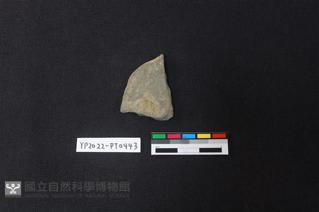 陶片藏品圖，第2張