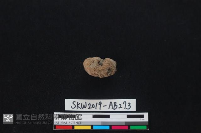 獸骨藏品圖，第2張