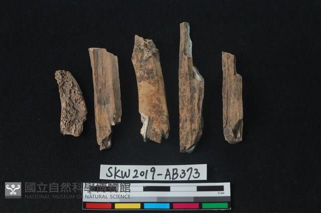 獸骨藏品圖，第2張