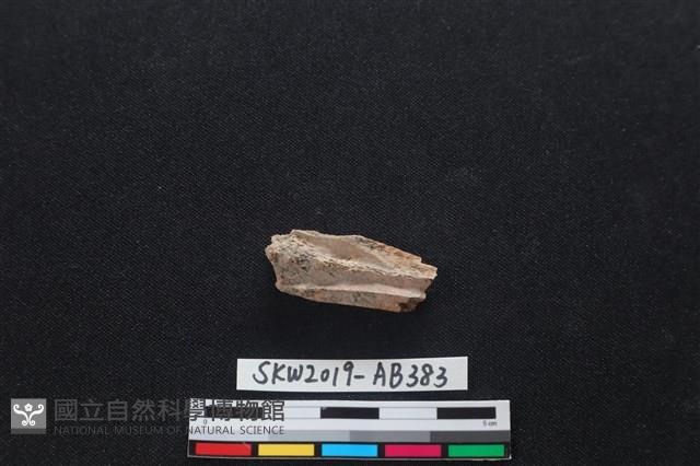 獸骨藏品圖，第2張