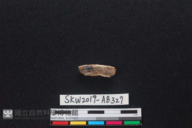 獸骨藏品圖，第2張